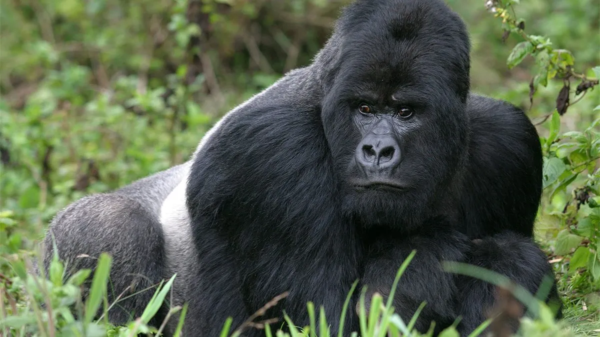 Can-I-go-gorilla-trekking-in-2022-1200x675-1.webp