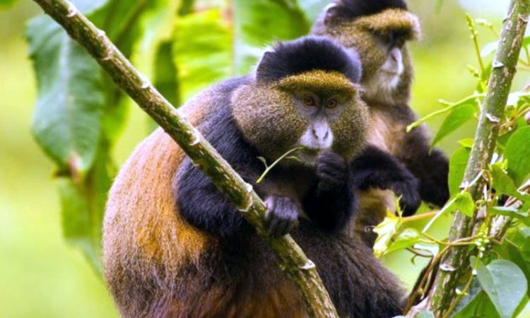 Golden-Monkey-Trekking-In-Uganda-Vs-Rwanda-750x450