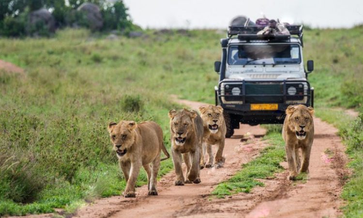 Top-8-Safari-Activities-in-Uganda-750x450