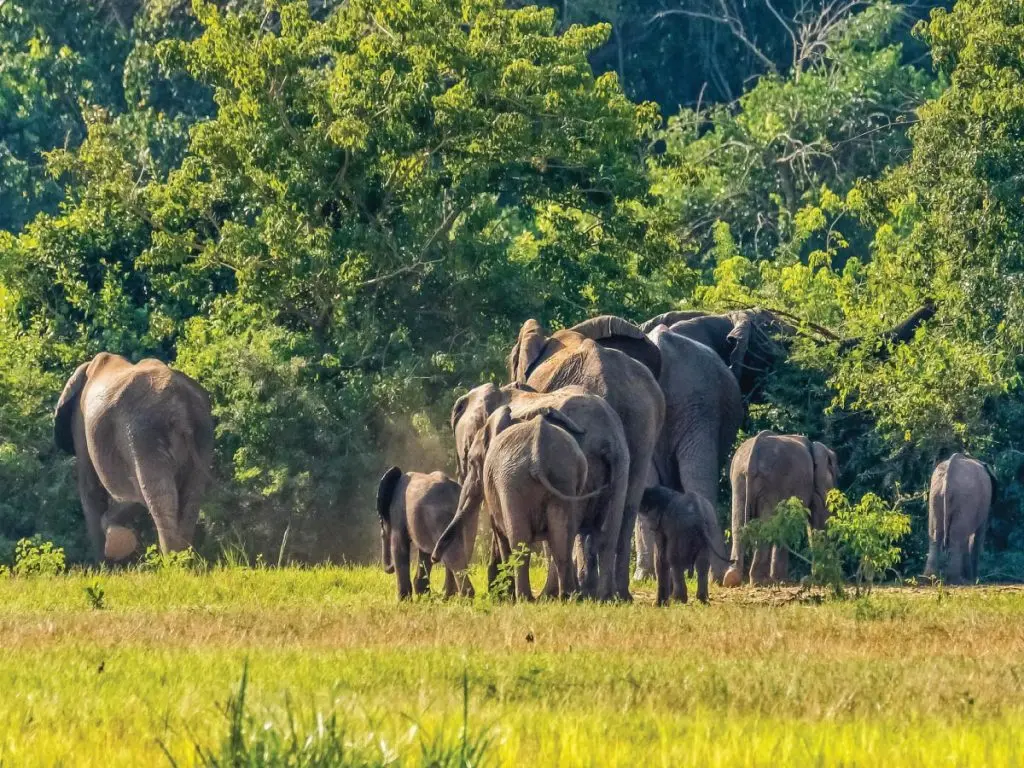 elephant-hard-in-murchison-falls-1024x768