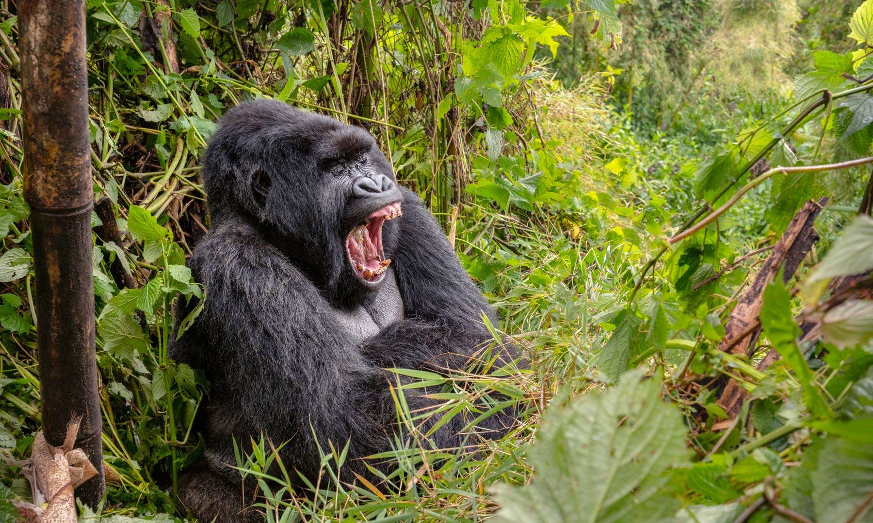 guide-to-gorilla-trekking-in-africa-header.jpg