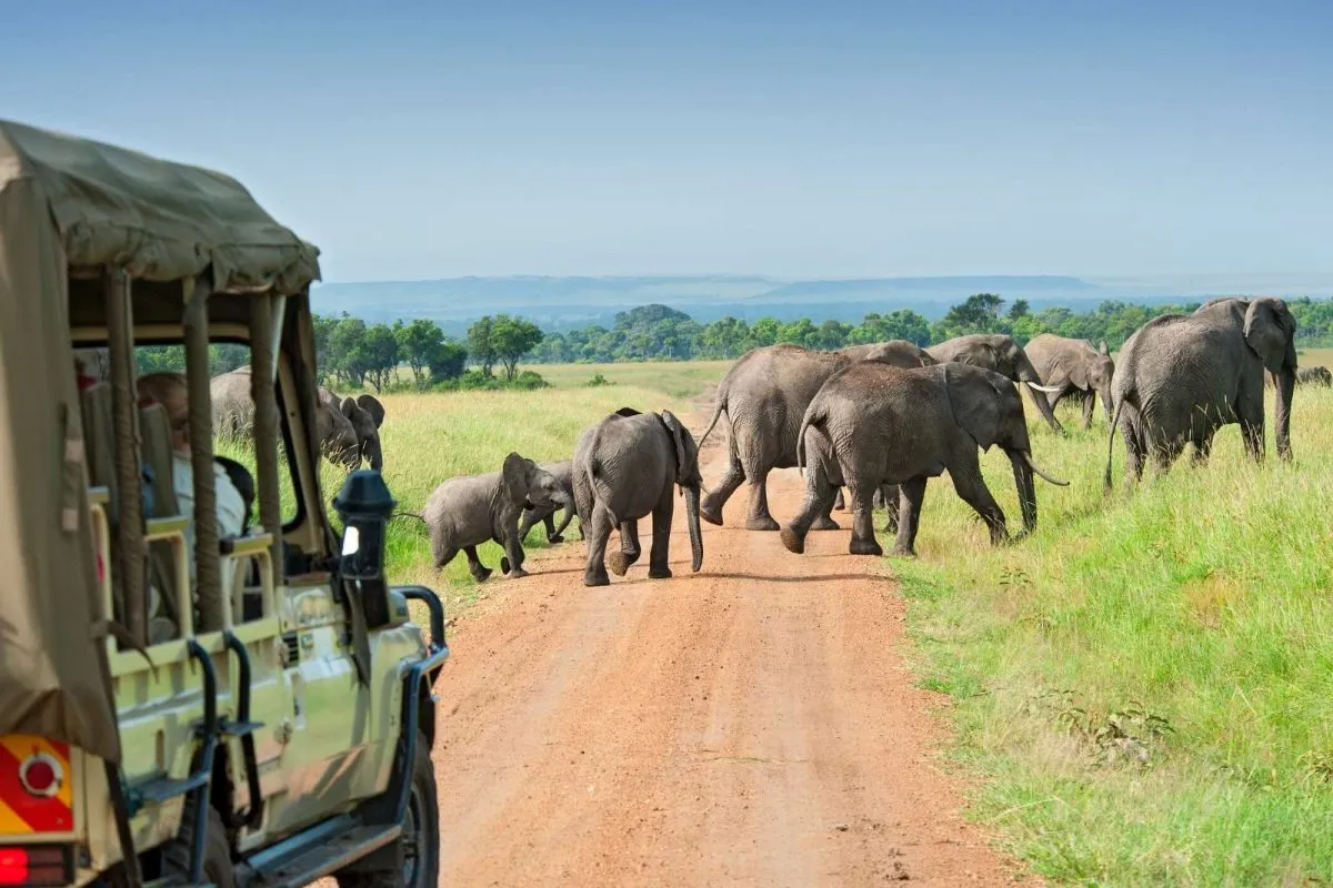 safari-drive-elephants-1200x800