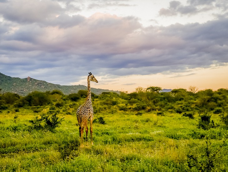 209-giraffe-tsawo-west-kenya-thesanetravel.com-1510193