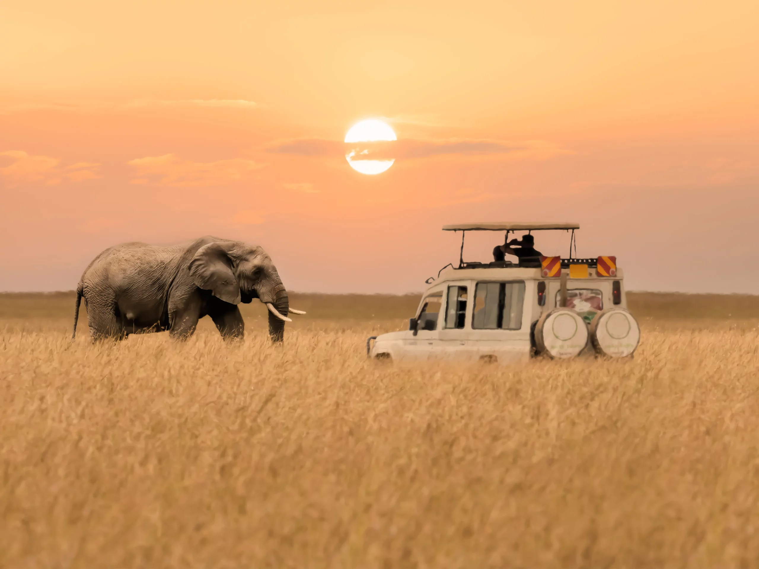 elepant sunset safari