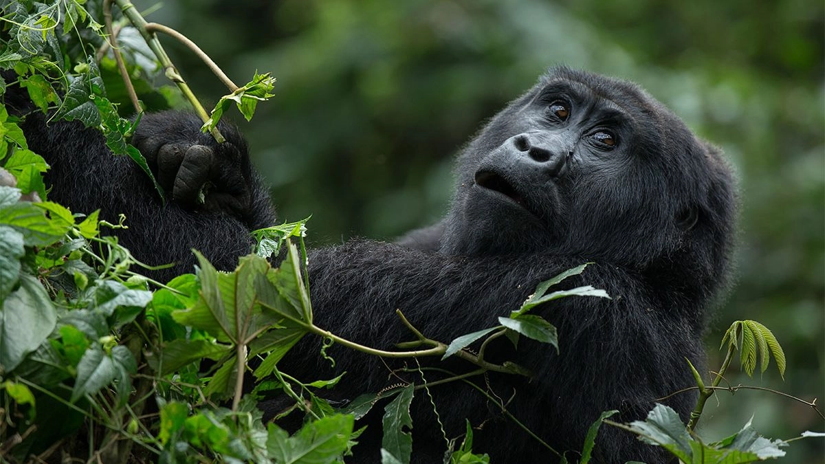 Gorilla-tracking-safari-in-May-1200x675