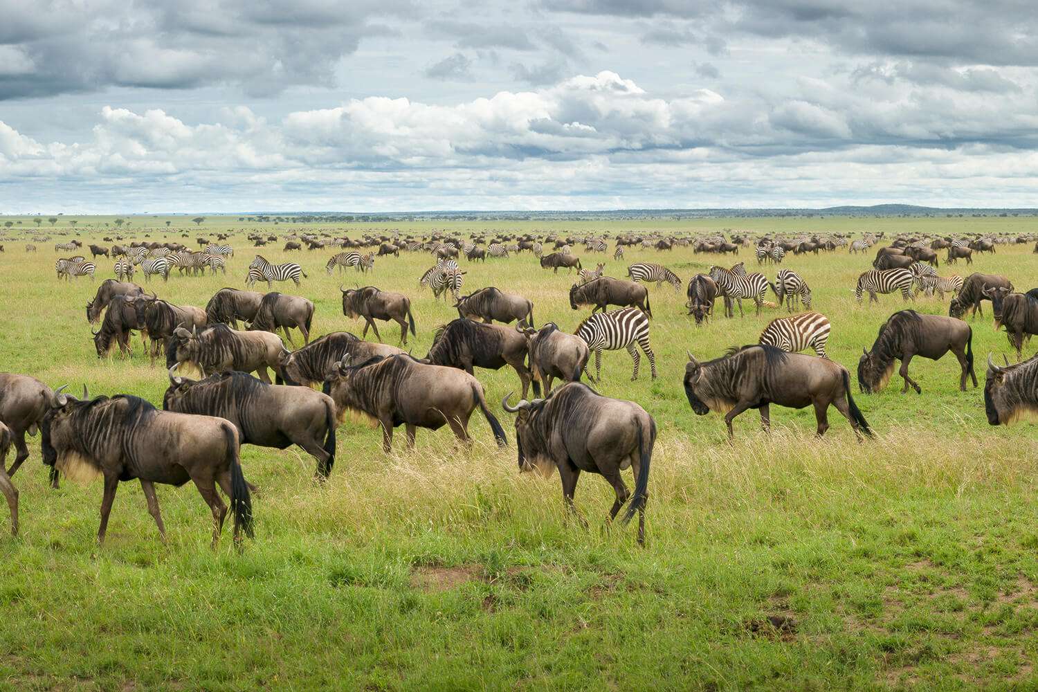 Serengeti landscape with Wildebeest migration_