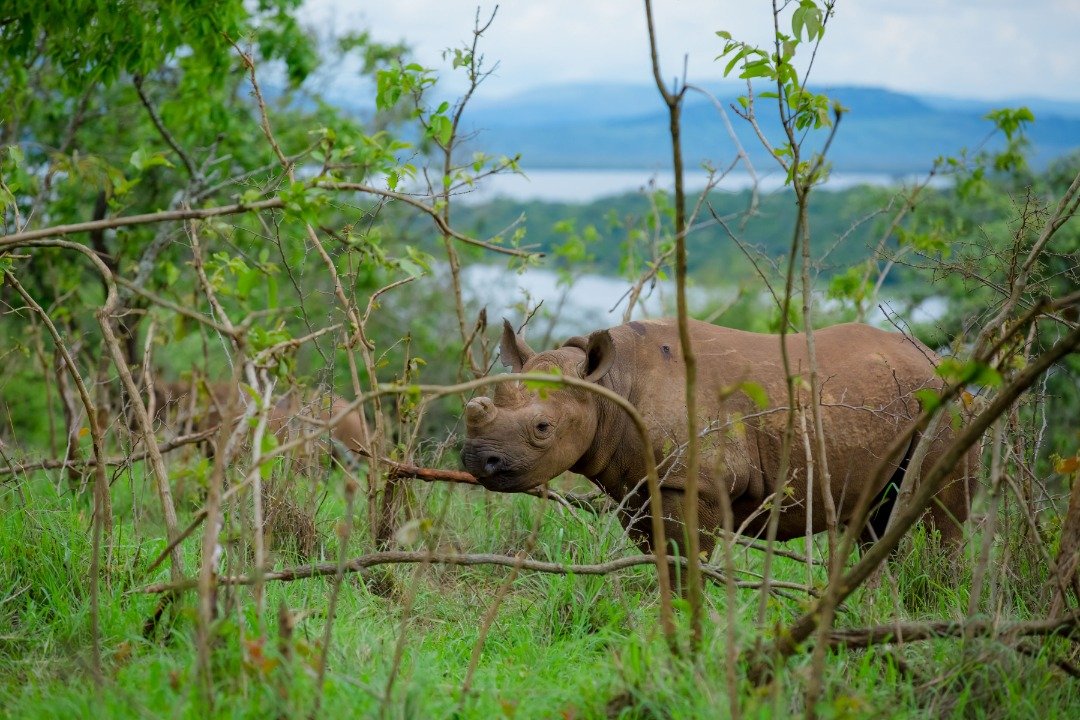 rhino-in-Akagera-NP