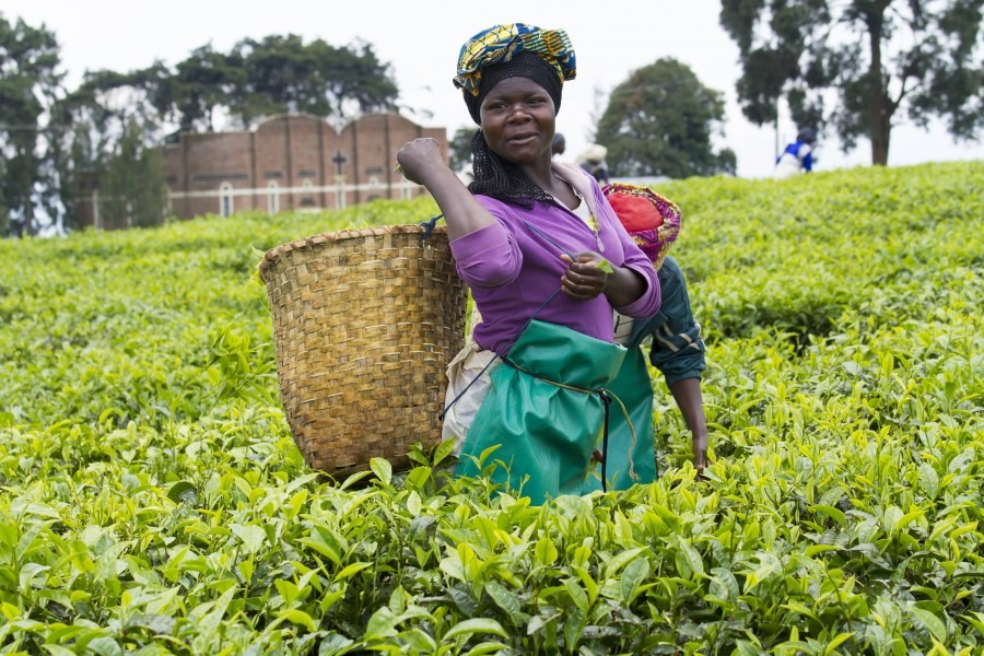 rwanda_tea_plantation