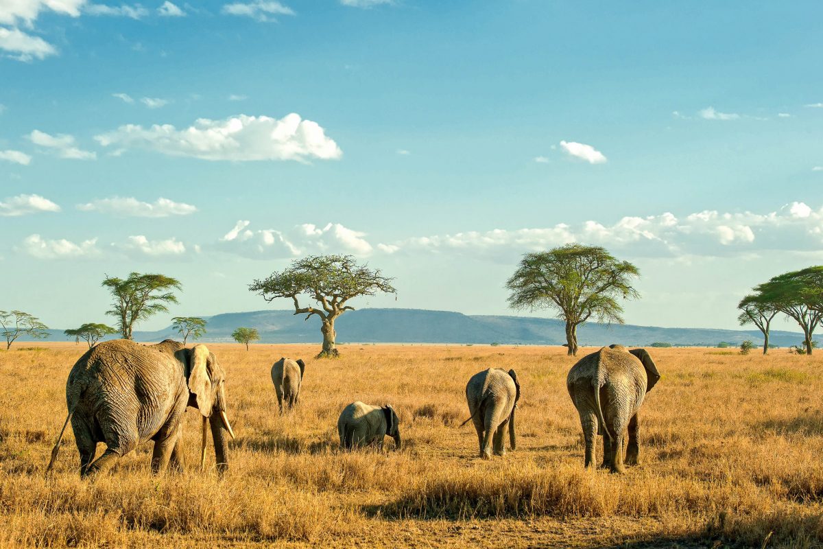 tansania-kleine-gruppen-von-elefanten-begleiten-die-millionen-von-zebras-und-gnus-die-jedes-jahr-durch-den-serengeti-nationalpark-ziehen-tansania-stockbymh-shutterstock-1200x800