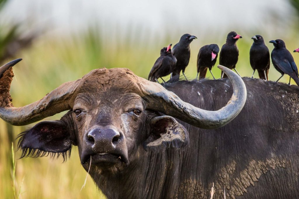 Buffalo in the savannah with birds on its back. Africa. Uganda